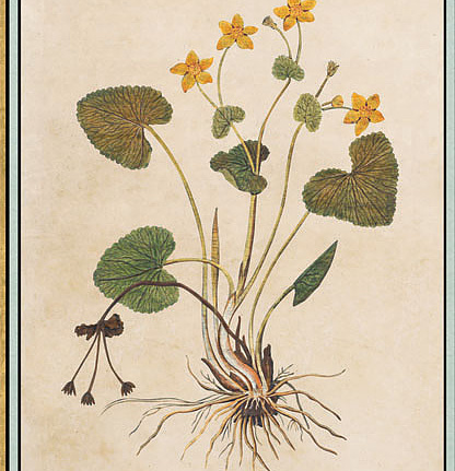 Панно и фотообои Iksel Scenic & Architectural Wallpapers Renaissance Herbier RH21