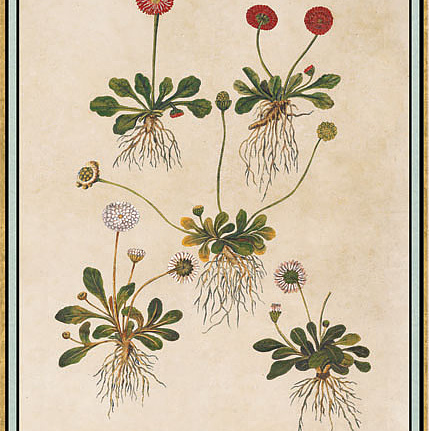 Панно и фотообои Iksel Scenic & Architectural Wallpapers Renaissance Herbier RH23