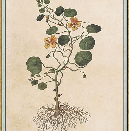Панно и фотообои Iksel Scenic & Architectural Wallpapers Renaissance Herbier RH24