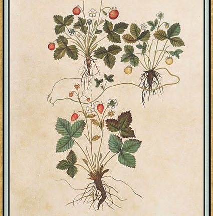 Панно и фотообои Iksel Scenic & Architectural Wallpapers Renaissance Herbier RH25