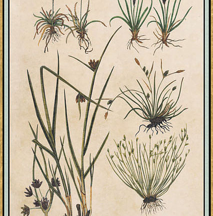 Панно и фотообои Iksel Scenic & Architectural Wallpapers Renaissance Herbier RH26