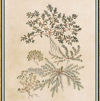 Панно и фотообои Iksel Scenic & Architectural Wallpapers Renaissance Herbier RH27