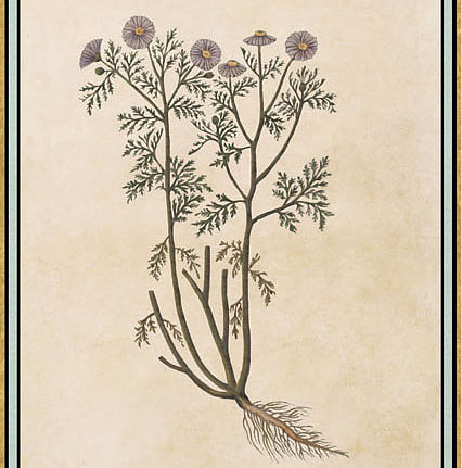 Панно и фотообои Iksel Scenic & Architectural Wallpapers Renaissance Herbier RH28