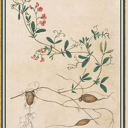 Панно и фотообои Iksel Scenic & Architectural Wallpapers Renaissance Herbier RH28-1