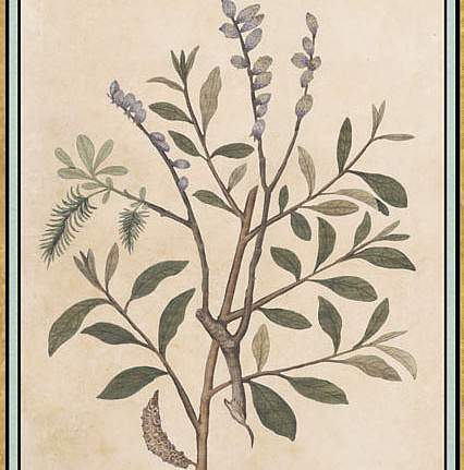 Панно и фотообои Iksel Scenic & Architectural Wallpapers Renaissance Herbier RH31