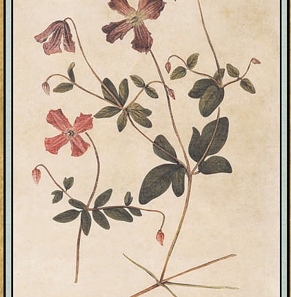 Панно и фотообои Iksel Scenic & Architectural Wallpapers Renaissance Herbier RH33