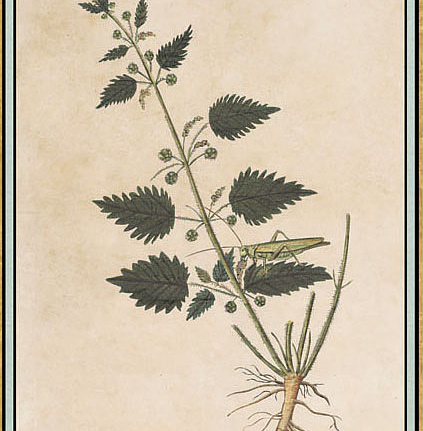 Панно и фотообои Iksel Scenic & Architectural Wallpapers Renaissance Herbier RH36