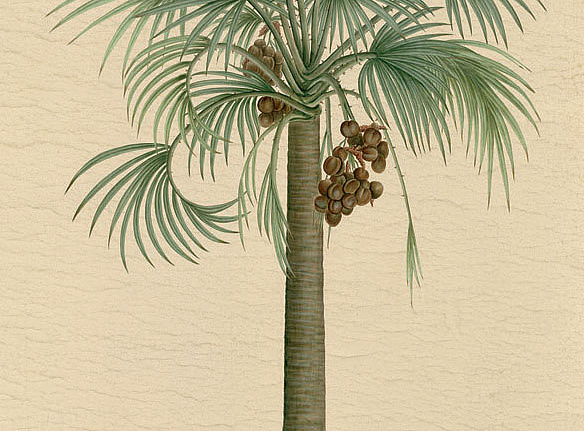 Панно и фотообои Iksel Scenic & Architectural Wallpapers Potted Palms PT01