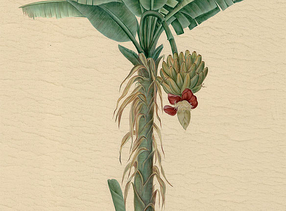 Панно и фотообои Iksel Scenic & Architectural Wallpapers Potted Palms PT02