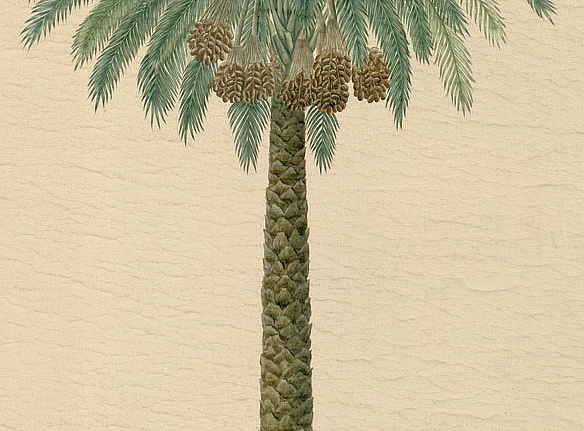 Панно и фотообои Iksel Scenic & Architectural Wallpapers Potted Palms PT03