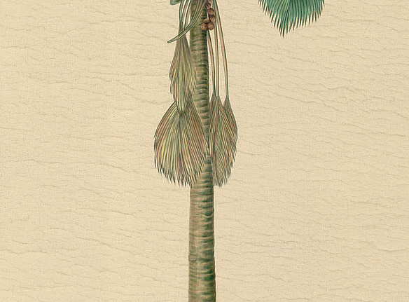 Панно и фотообои Iksel Scenic & Architectural Wallpapers Potted Palms PT05
