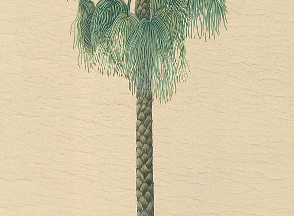 Панно и фотообои Iksel Scenic & Architectural Wallpapers Potted Palms PT06