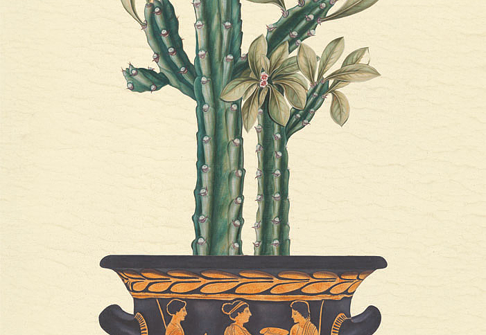 Панно и фотообои Iksel Scenic & Architectural Wallpapers Potted Palms PTT Cactus in Crater