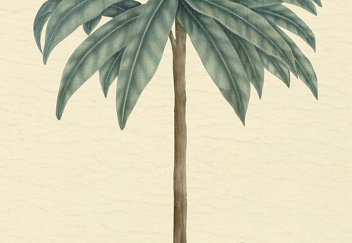 Панно и фотообои Iksel Scenic & Architectural Wallpapers Potted Palms PTT Regina palm 1