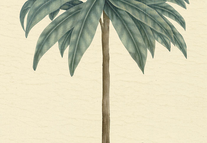 Панно и фотообои Iksel Scenic & Architectural Wallpapers Potted Palms PTT Regina palm 1