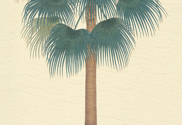 Панно и фотообои Iksel Scenic & Architectural Wallpapers Potted Palms PTT Regina palm 2