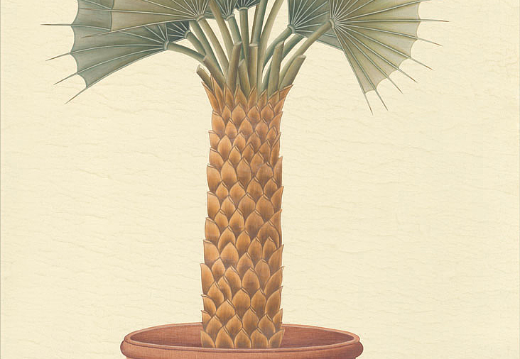 Панно и фотообои Iksel Scenic & Architectural Wallpapers Potted Palms PTT Fan palm