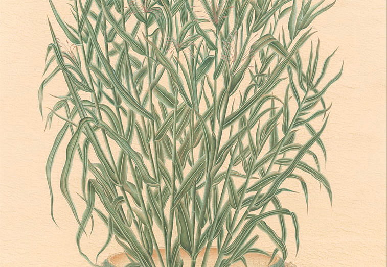 Панно и фотообои Iksel Scenic & Architectural Wallpapers Trees In Celadon Pots PT07