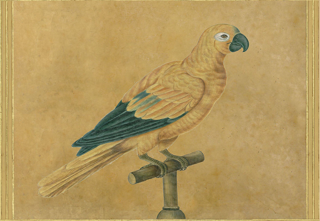 Панно и фотообои Iksel Scenic & Architectural Wallpapers Johann Walter Birds Walt3