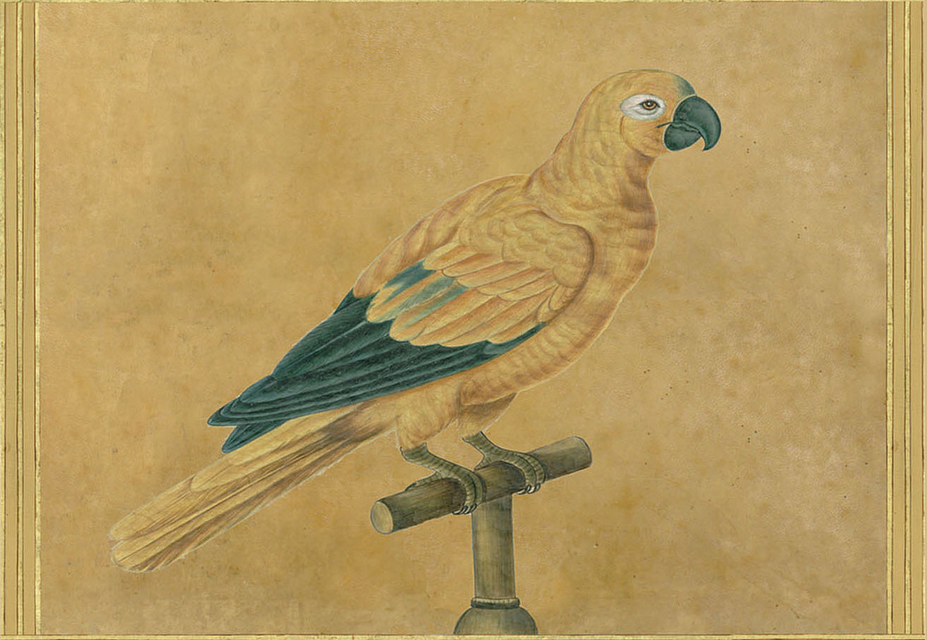 Панно и фотообои Iksel Scenic & Architectural Wallpapers Johann Walter Birds Walt3