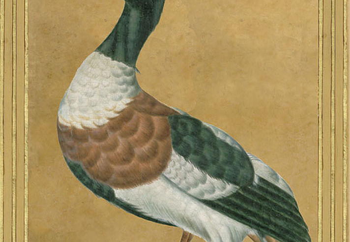 Панно и фотообои Iksel Scenic & Architectural Wallpapers Johann Walter Birds Walt5