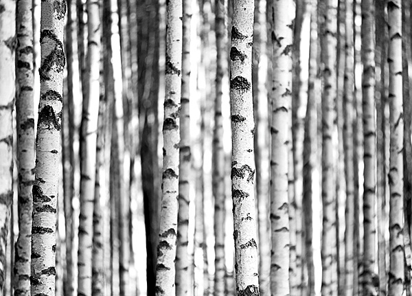 Панно и фотообои KT-Exclusive Sage II SG42300M