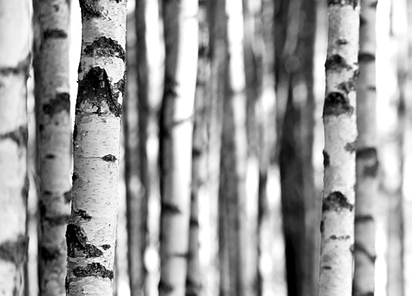Панно и фотообои KT-Exclusive Sage II SG42400M