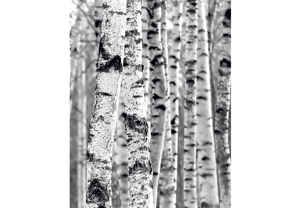 Панно и фотообои Caselio Sherwood SHW67939000