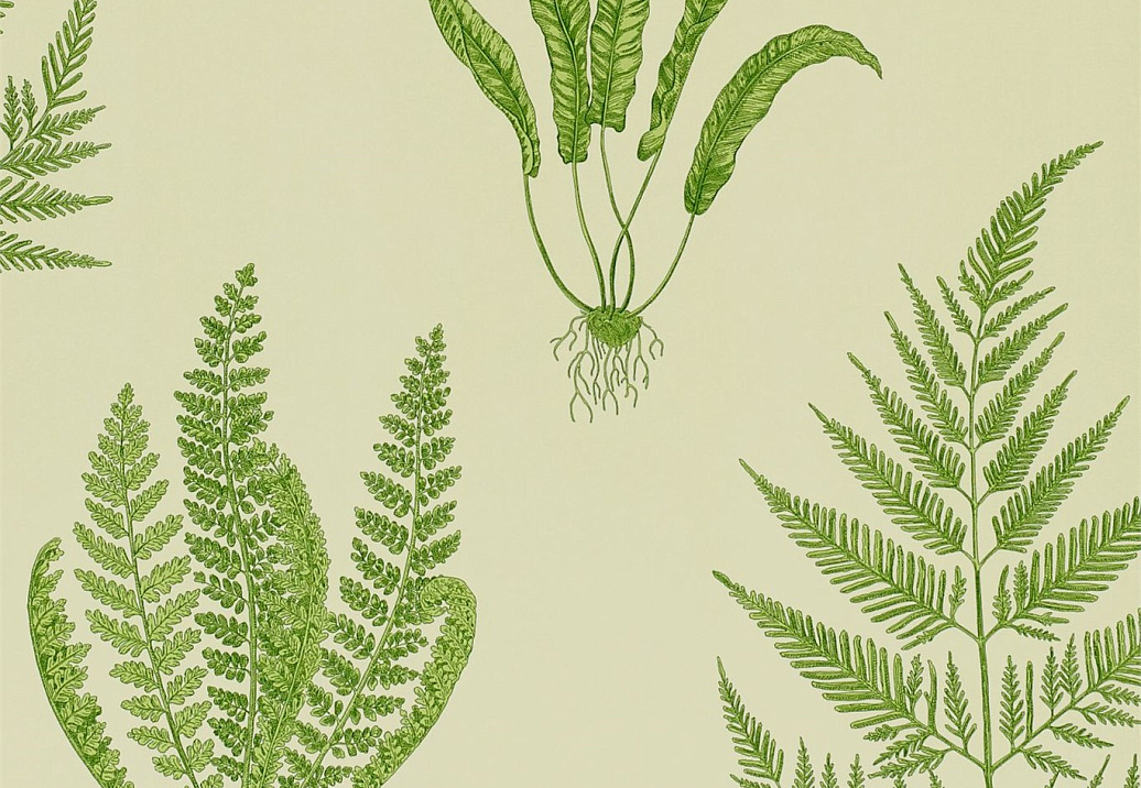 Обои Sanderson Wallpapers from a Painters Garden DAPGWO102