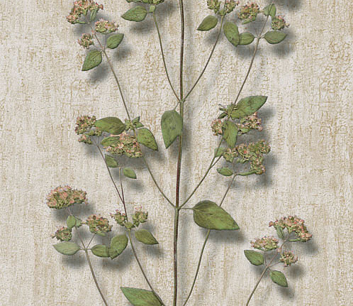 Панно и фотообои Iksel Scenic & Architectural Wallpapers Herbier Herb3