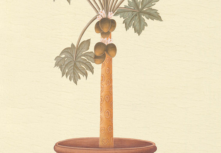 Панно и фотообои Iksel Scenic & Architectural Wallpapers Potted Palms PTT Papaya