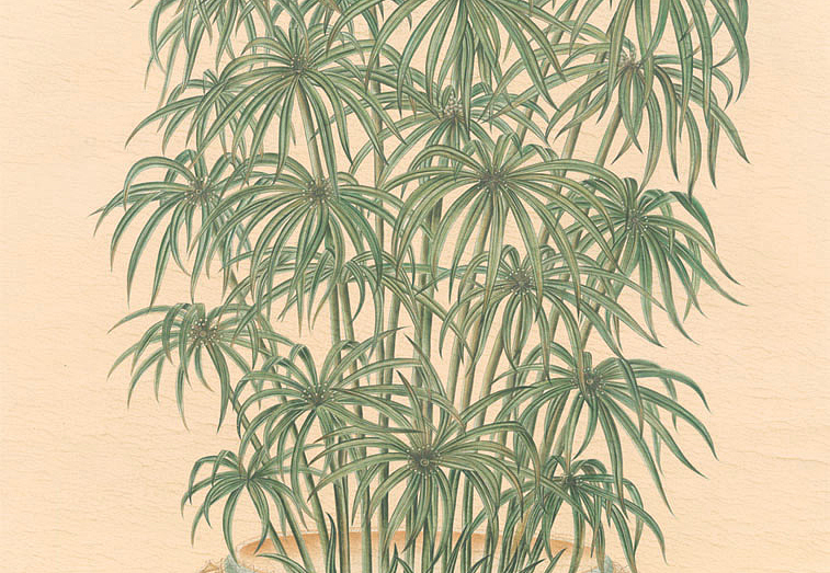 Панно и фотообои Iksel Scenic & Architectural Wallpapers Trees In Celadon Pots PT08