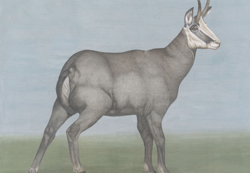 Панно и фотообои Iksel Scenic & Architectural Wallpapers Tourist Animals Ibex