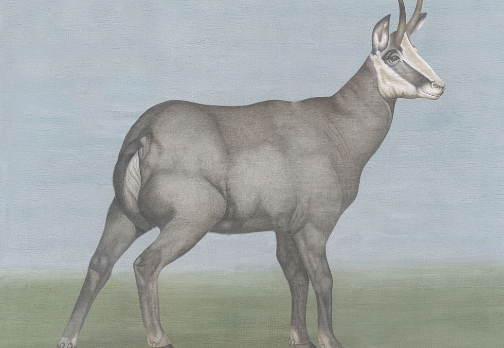 Панно и фотообои Iksel Scenic & Architectural Wallpapers Tourist Animals Ibex