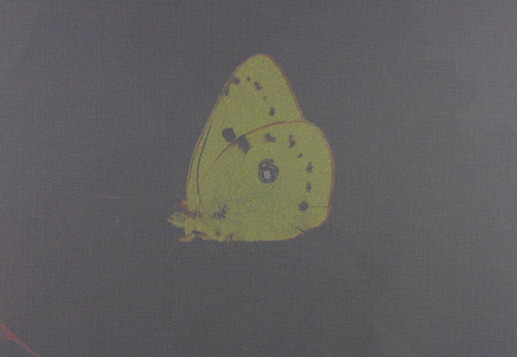 Ткань Creation Baumann Papillon Voile Papillon voile/192