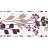 Обои A. S. Creation Springtime 3 8750-51