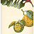 Обои York Antonina Vella - Botanica VB6700