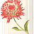 Обои York Antonina Vella - Botanica VB6744