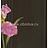 Обои York Antonina Vella - Botanica VB6741