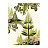 Обои Zoffany Fleurs Rococo FLW02001