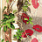 Обои Cole & Son Collection of Flowers 81/1001