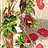 Обои Cole & Son Collection of Flowers 81/1001