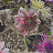 Обои Designers Guild Linnaeus P556/01