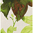 Обои Wallquest Villa Flora VB10300