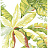 Обои Stroheim Santa Barbara 2601E0M20