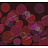 Обои Wall & Deco 2012 WDBU1202