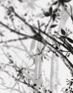 Панно и фотообои Skinwall Contemporary Collection 55