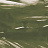 Панно и фотообои Coordonne Geo A00141