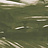 Панно и фотообои Coordonne Geo A00141