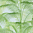 Обои Thibaut Palm Grove T13937